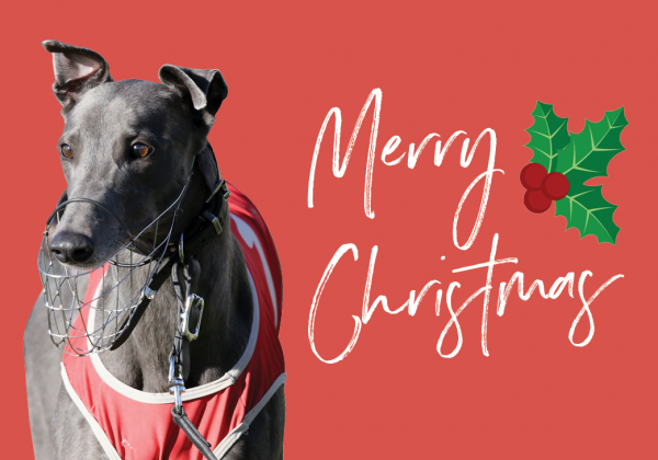 Christchurch Greyhound Christmas Banner 2019 500x350px